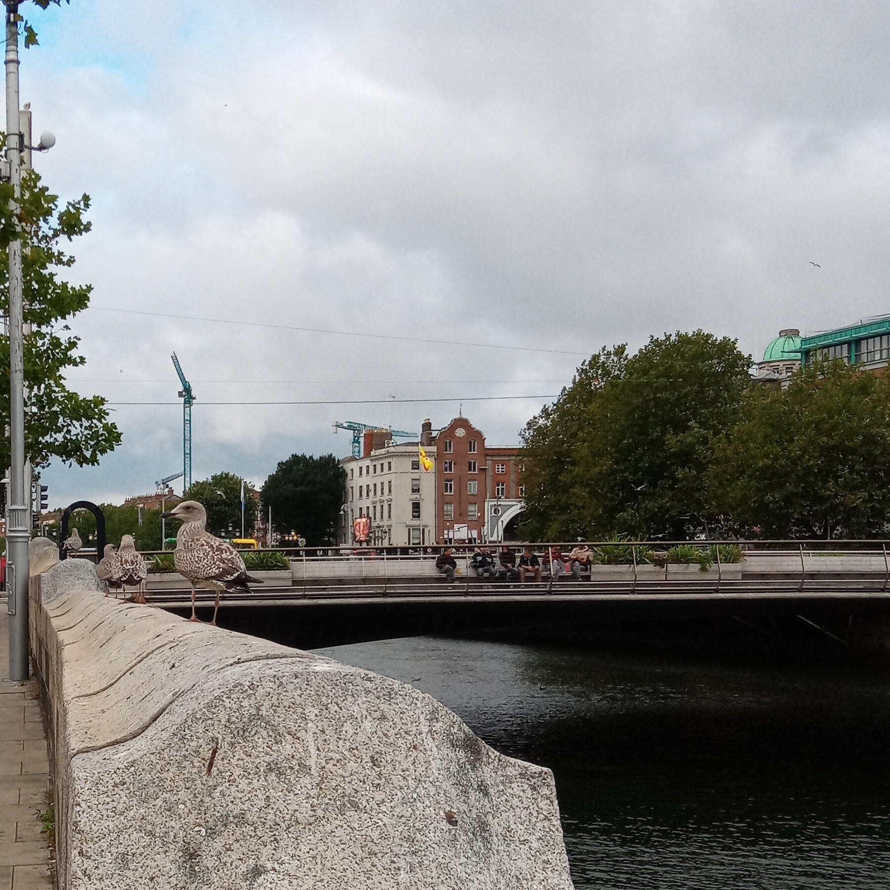 seagulls by riverside with bridge, Dublin City